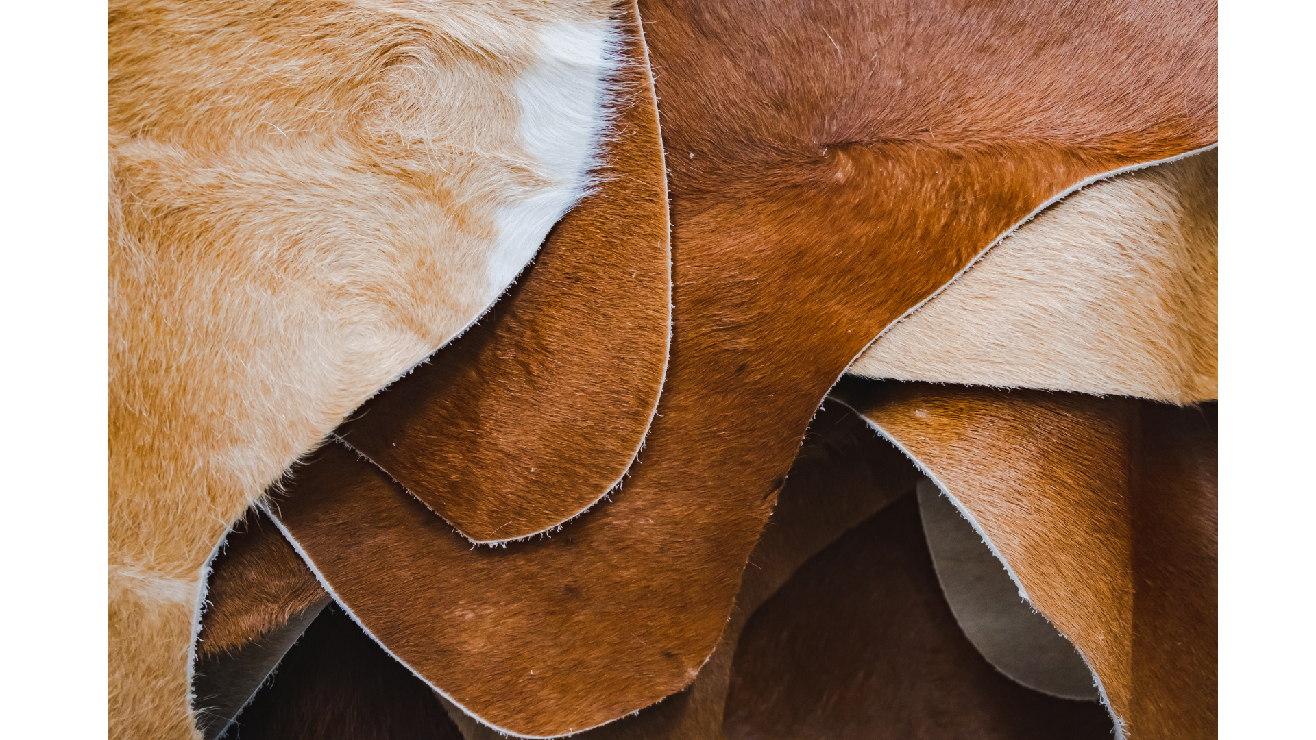 How To Clean A Cowhide Rug - The Complete Guide