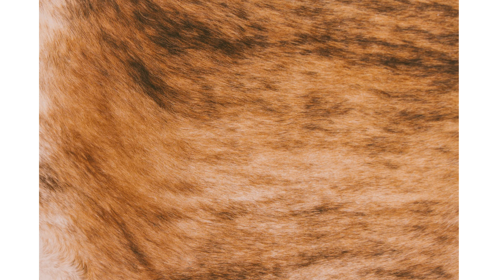 Mastering the Art of Cowhide Leather Care