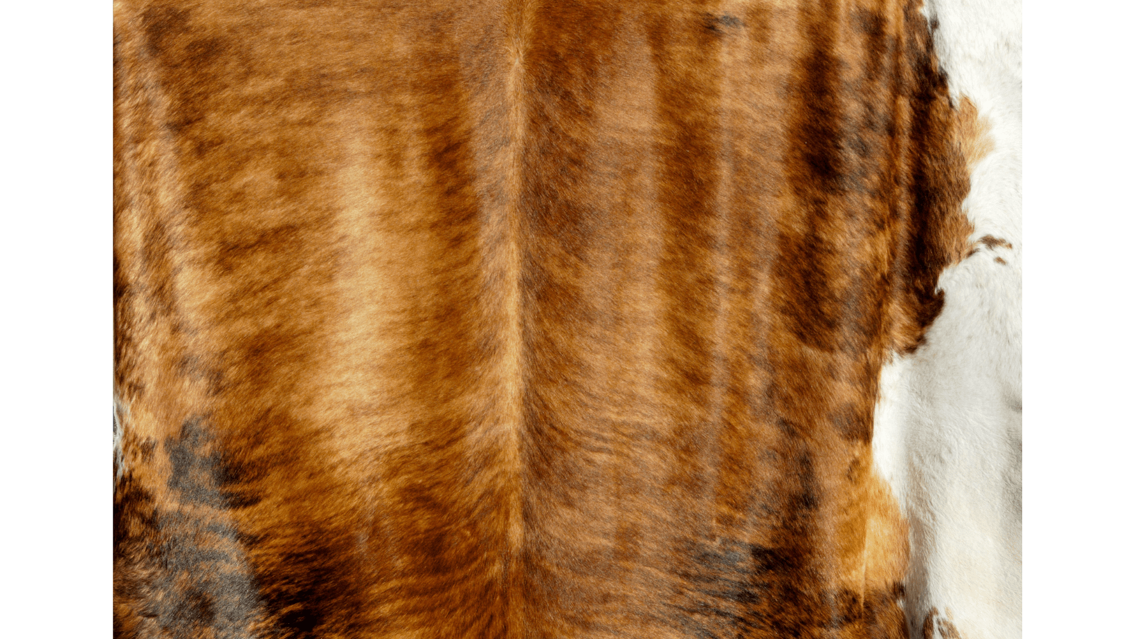 Unveiling the Secrets of Cowhide Rug Care
