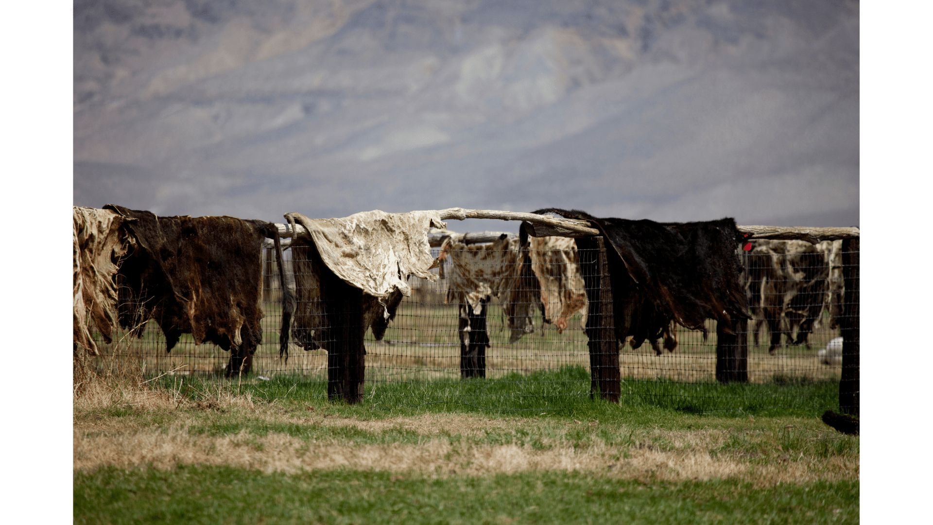 Things Are Made From Cowhide