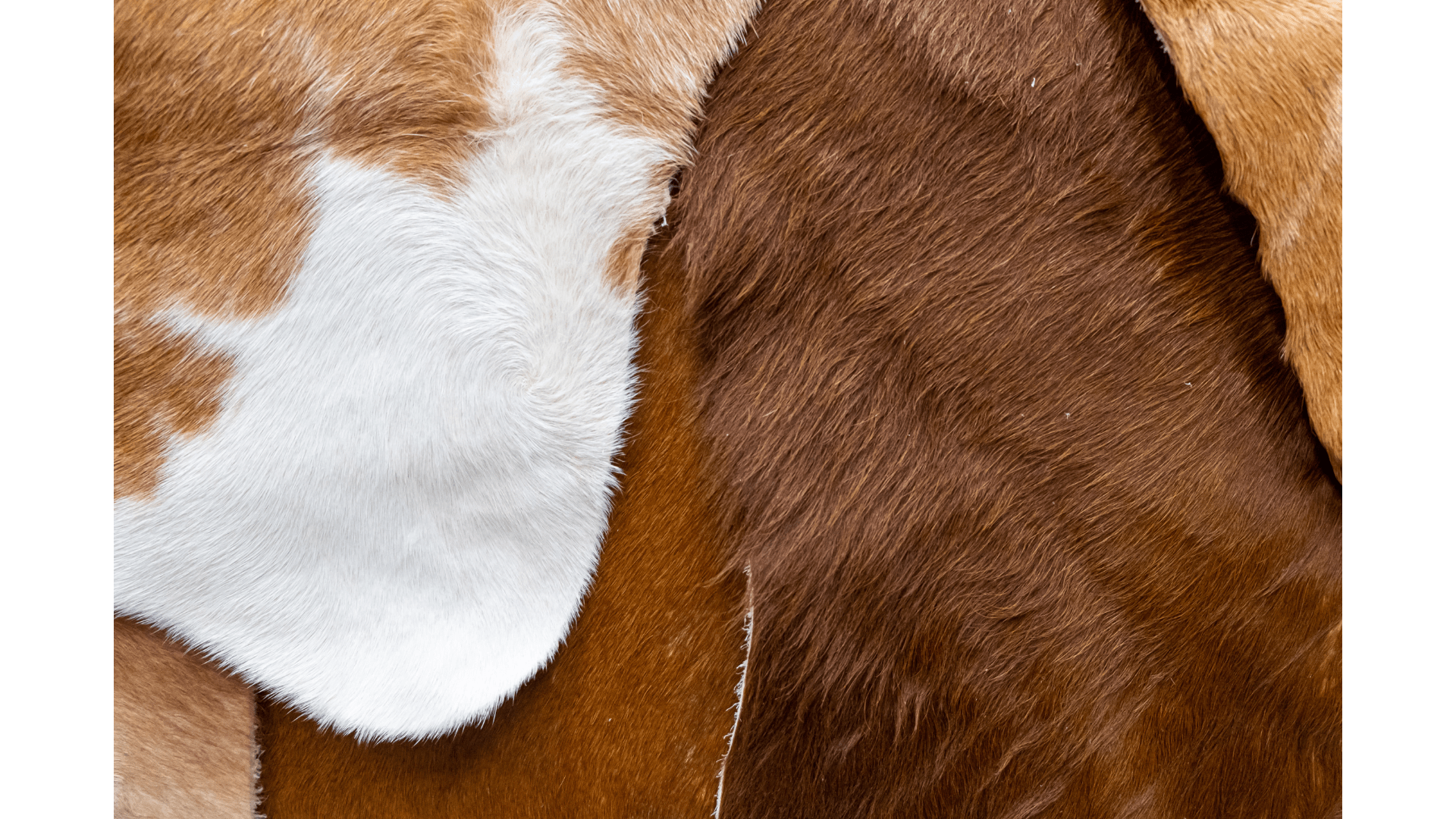 Upgrade Your Living Room With Cowhide