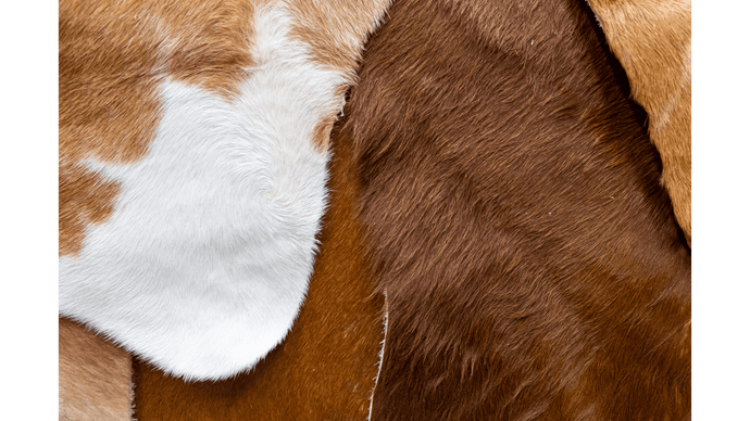 Upgrade Your Living Room With Cowhide