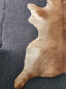 Cowhide rug small hide 1332